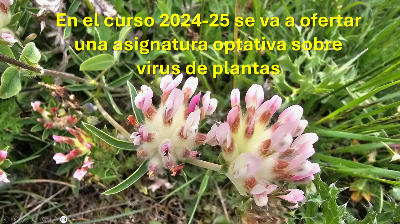 El curso 2024-25 va a incluir la posibilidad de estudiar específicamente la importancia de los virus en las plantas.